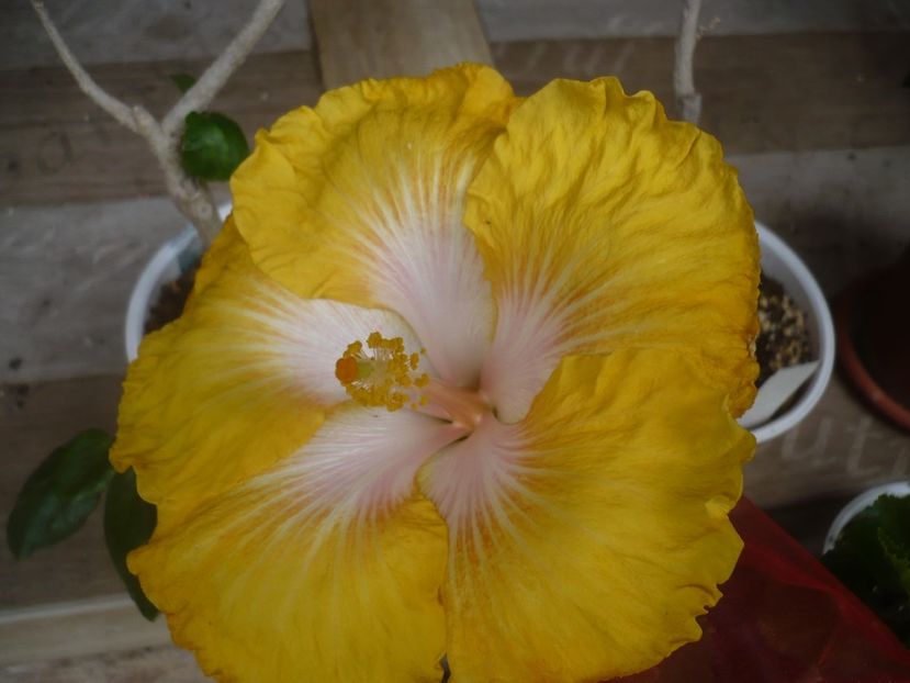 13.06.2020 - HIBISCUSI 2020-1