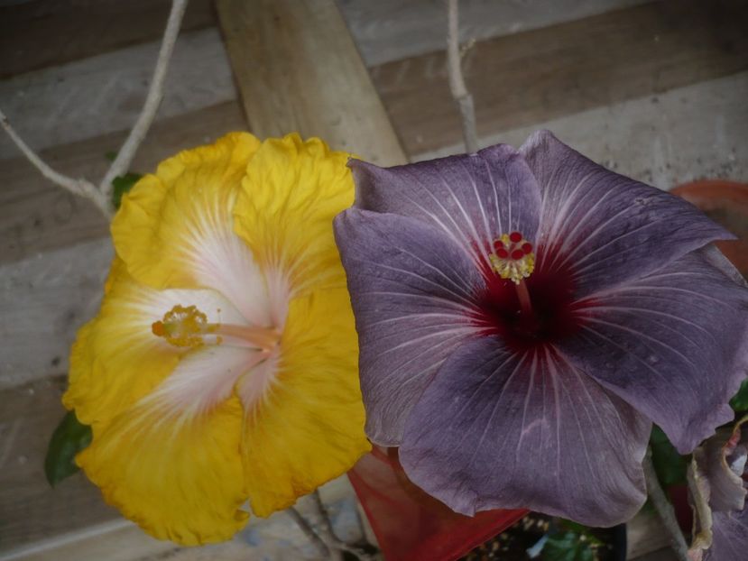 P1440464 - HIBISCUSI 2020-1