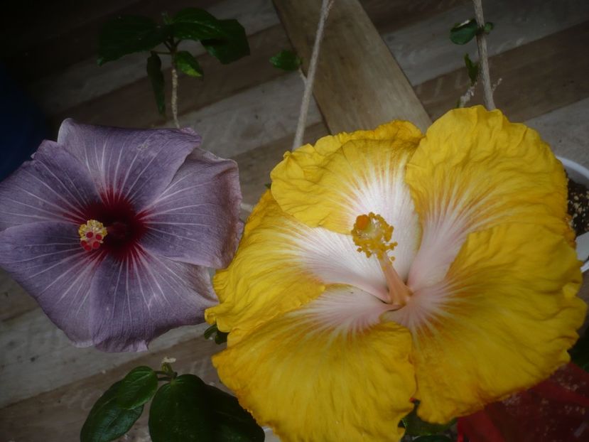 P1440465 - HIBISCUSI 2020-1