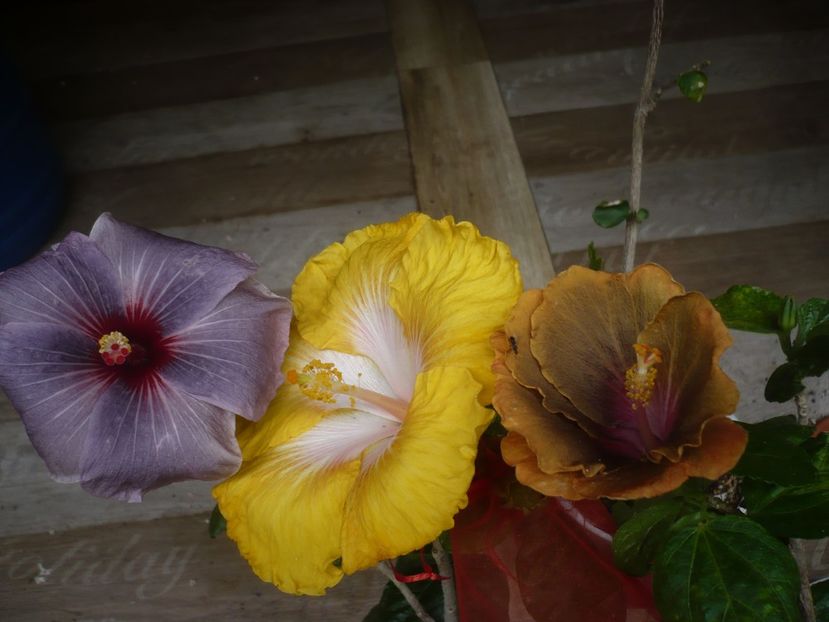 P1440467 - HIBISCUSI 2020-1