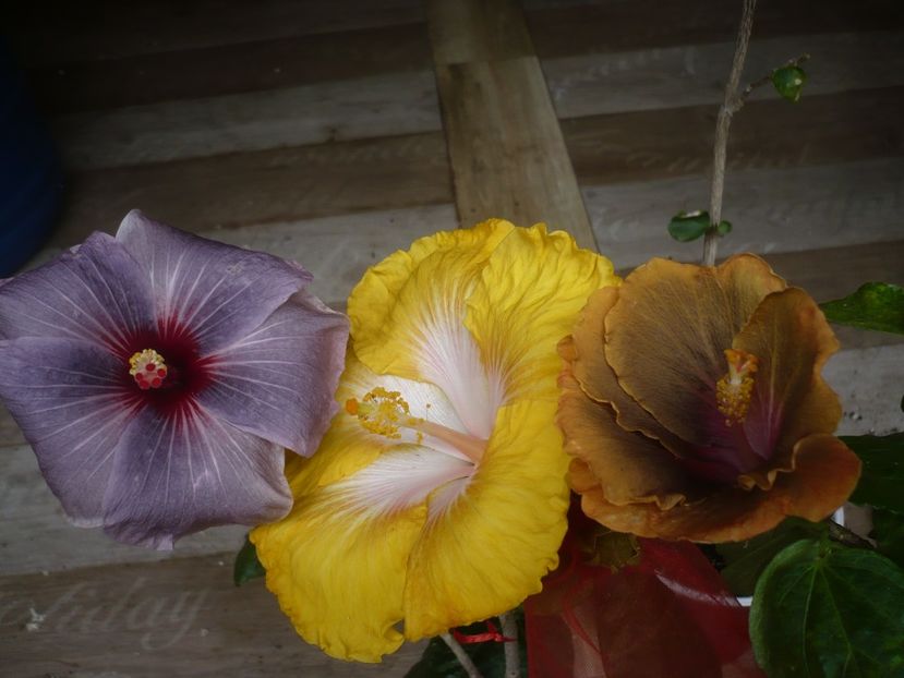 P1440468 - HIBISCUSI 2020-1