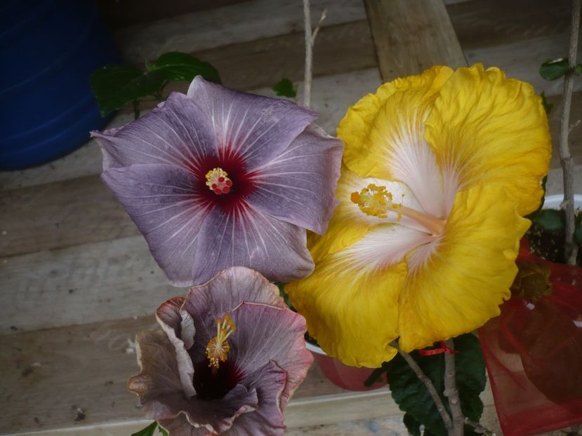 P1440470 - HIBISCUSI 2020-1