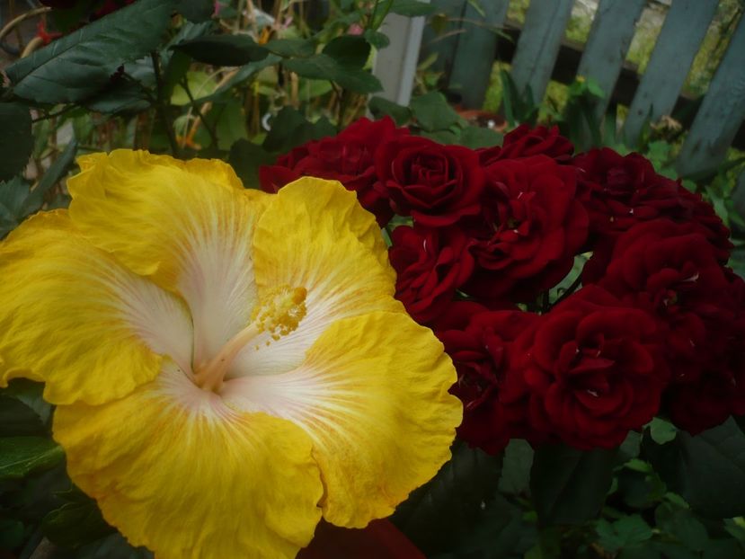 P1440471 - HIBISCUSI 2020-1