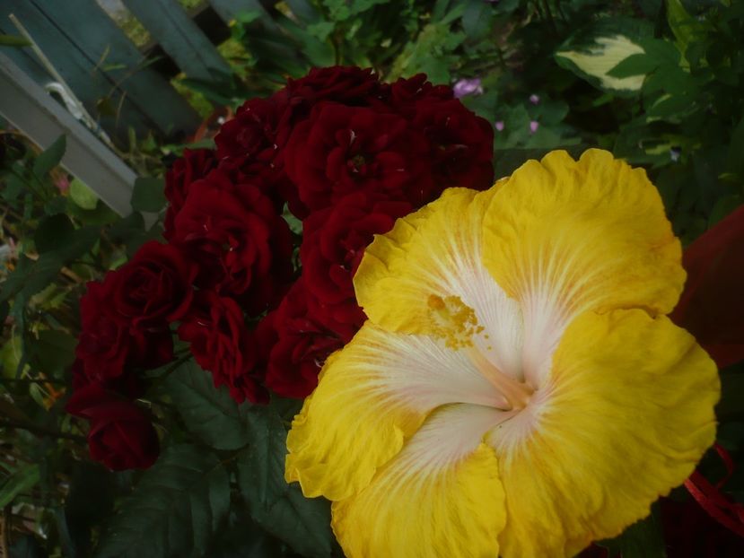 P1440472 - HIBISCUSI 2020-1