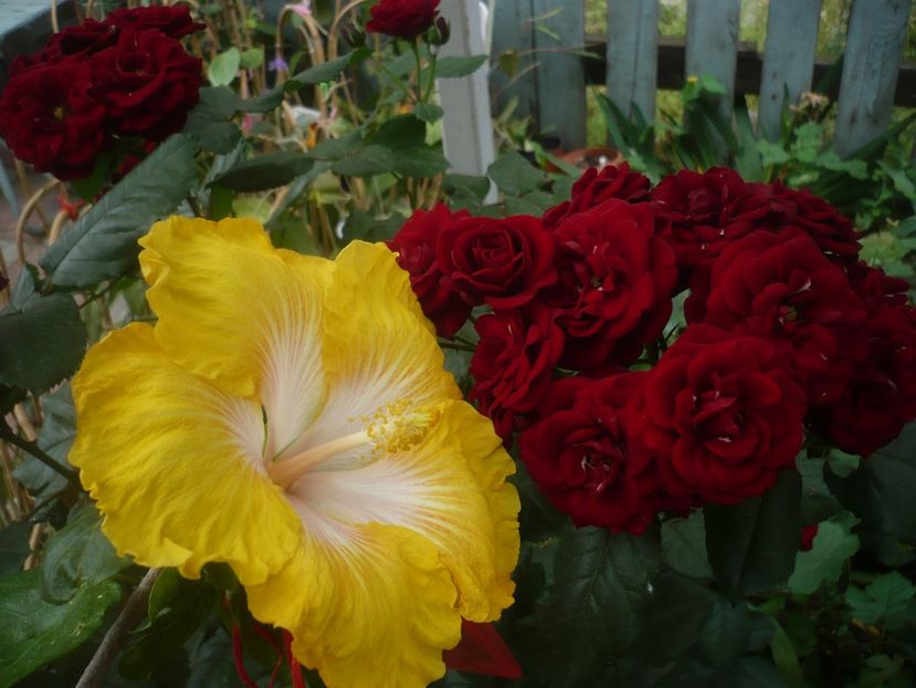 P1440474 - HIBISCUSI 2020-1