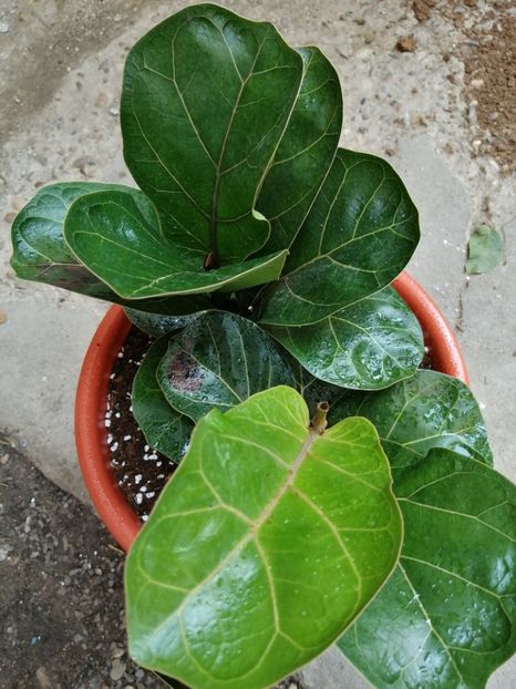  - Ficus lyrata