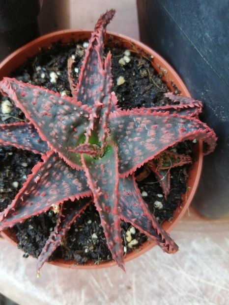  - Aloe Christmas Carol