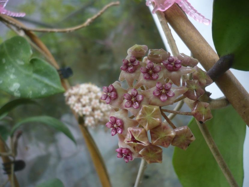 P1440476 - HOYA 2020-1
