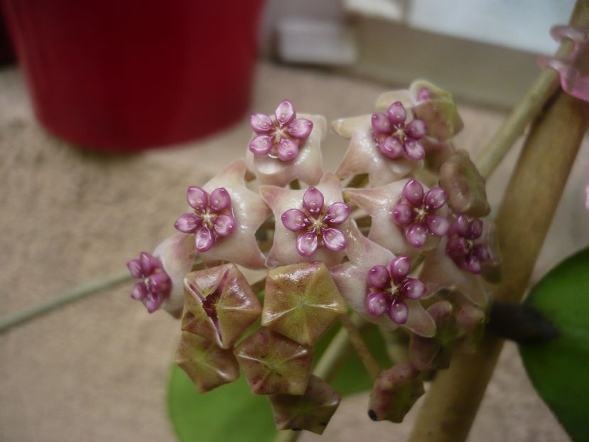 P1440477 - HOYA 2020-1