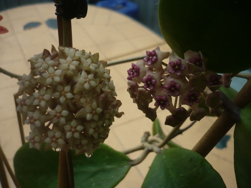 P1440479 - HOYA 2020-1