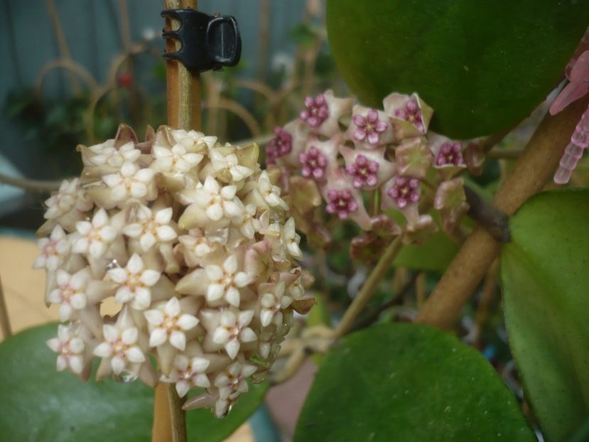 P1440481 - HOYA 2020-1