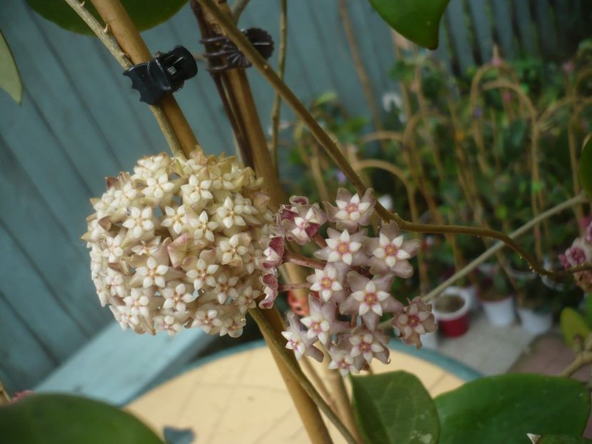 P1440482 - HOYA 2020-1