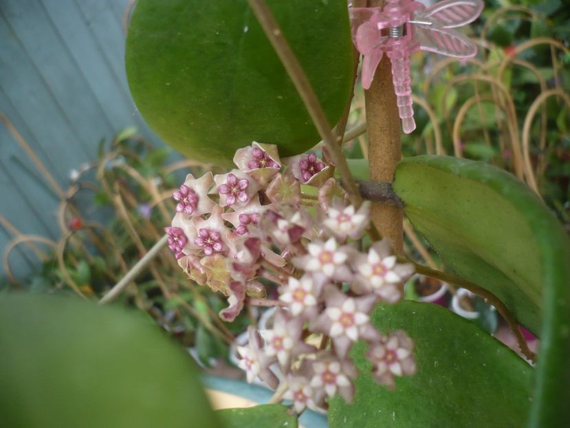 P1440483 - HOYA 2020-1