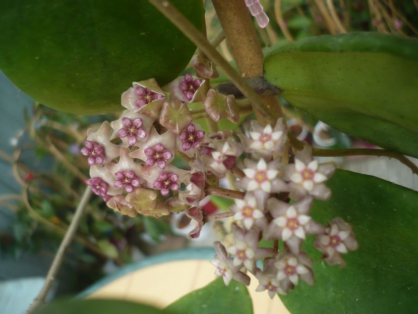 P1440484 - HOYA 2020-1