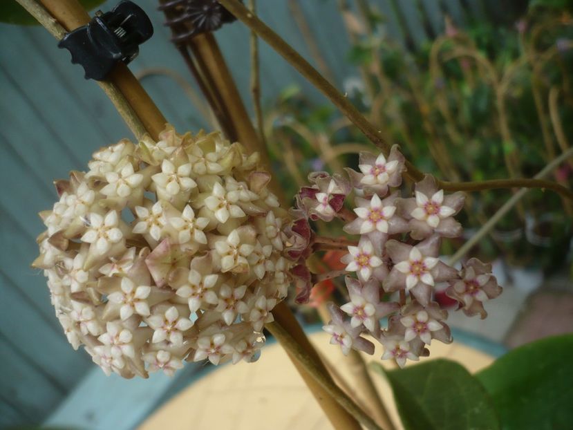 P1440486 - HOYA 2020-1