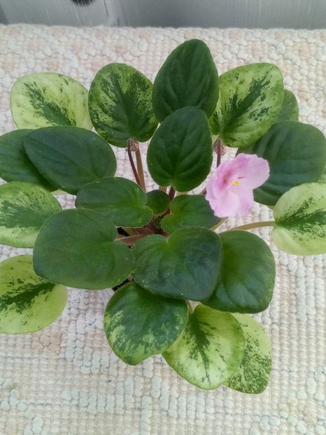 4 iun - AN Reka Elba