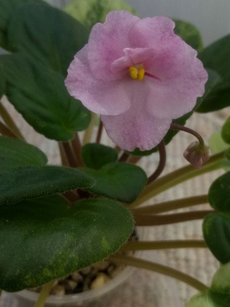 4 iun - AN Reka Elba