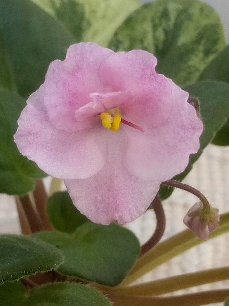 4 iun - AN Reka Elba