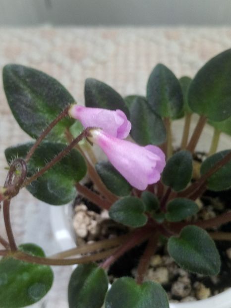 4 iun - Flashy Trail