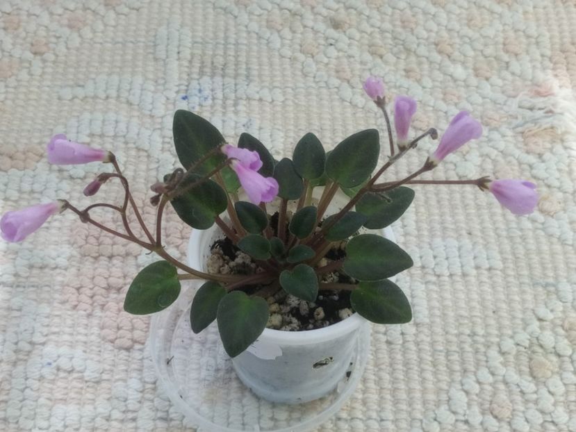 4 iun - Flashy Trail