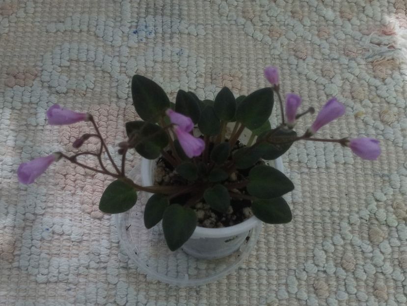 4 iun - Flashy Trail