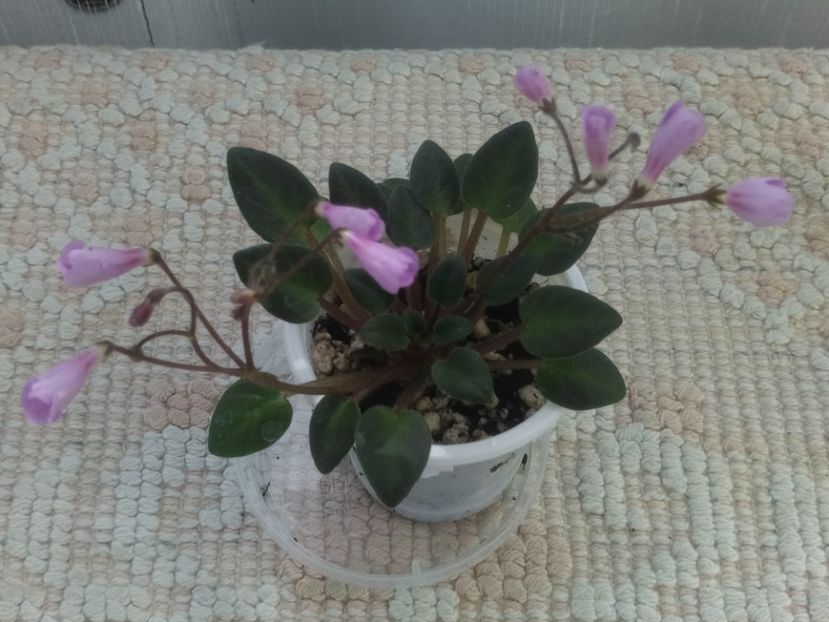 4 iun - Flashy Trail