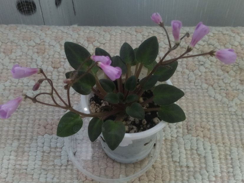 4 iun - Flashy Trail