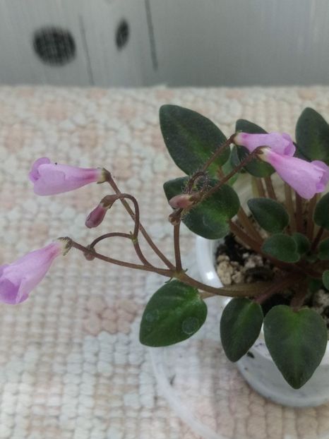 4 iun - Flashy Trail