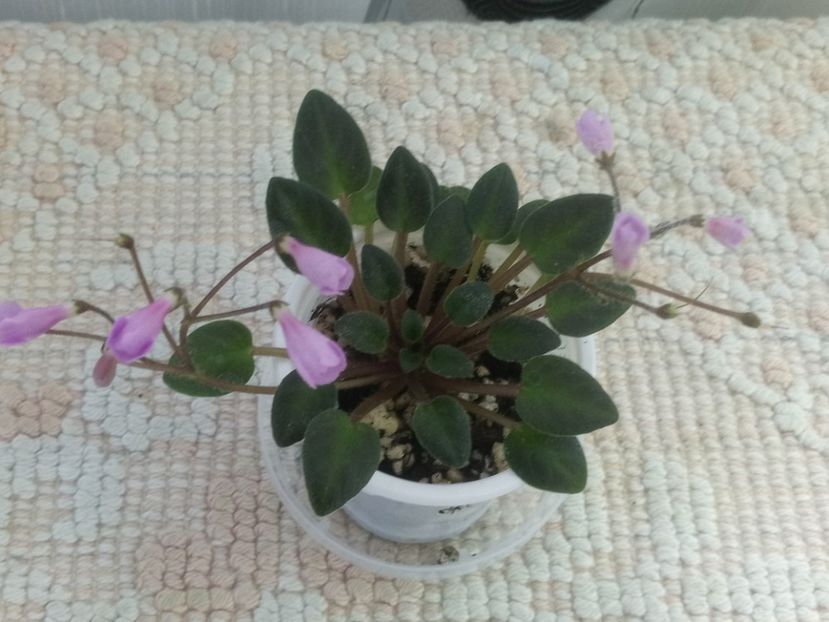 12 iun - Flashy Trail