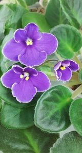 29 mai - Mac s Blue Moon