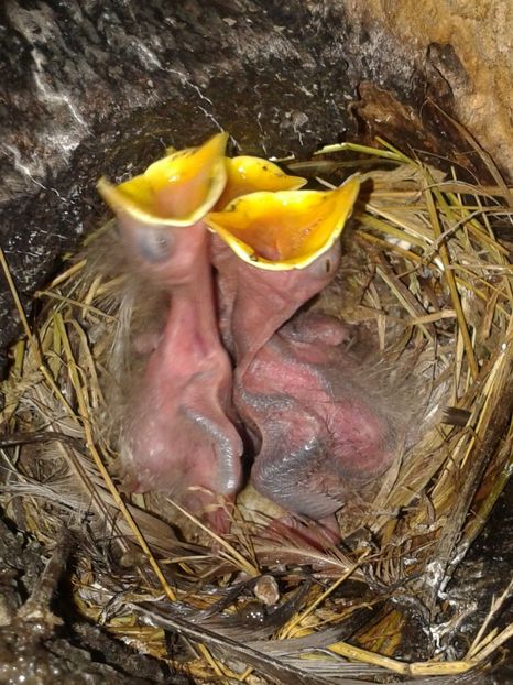  - AAAAAA_CUIB GRAURI 2018_2019_2020_2022_2023