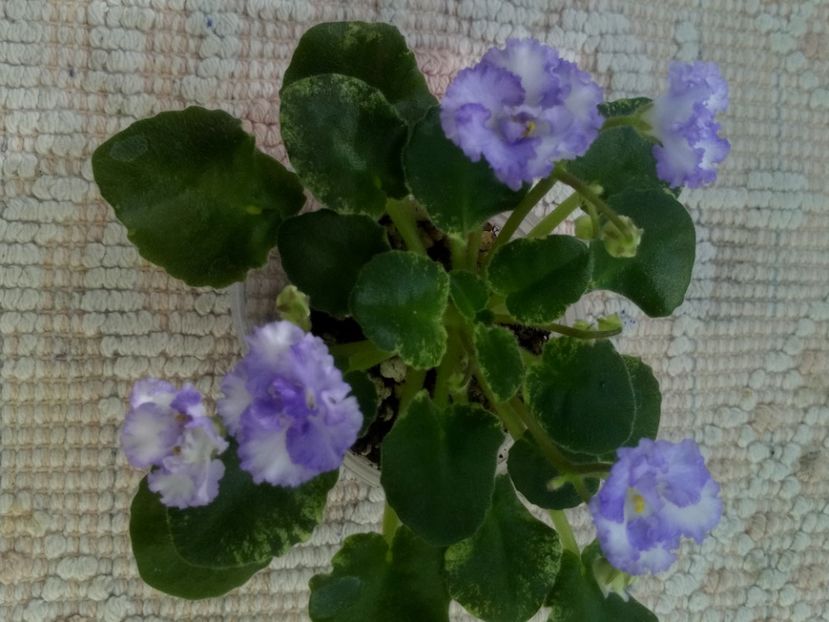 4 iun - LE Almaznaya Pyl