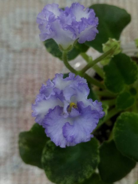 4 iun - LE Almaznaya Pyl