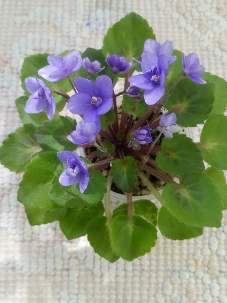 4 iun - Persian Prince