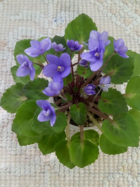 4 iun - Persian Prince