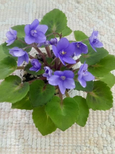 4 iun - Persian Prince