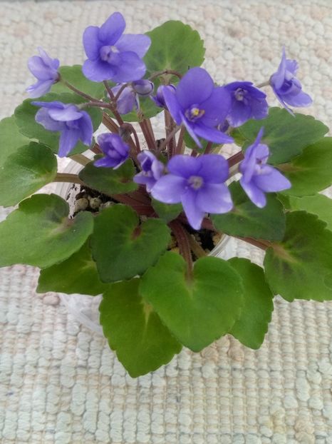 4 iun - Persian Prince