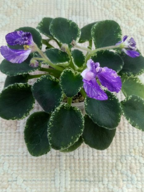 4 iun - ZZ DS Popougichick