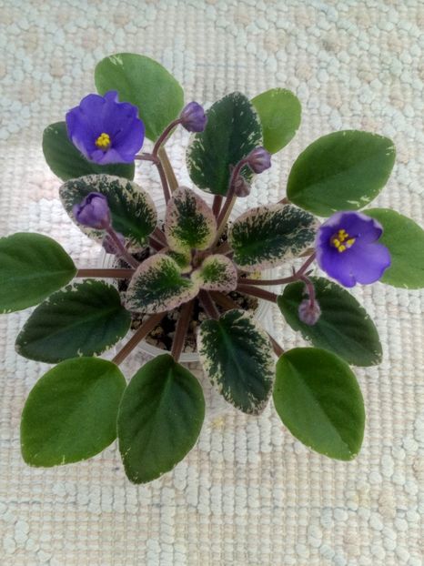 4 iun - Morgan s Mediterranean Escape