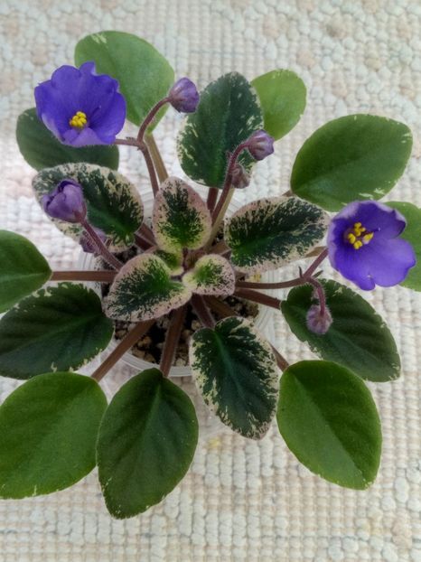 4 iun - Morgan s Mediterranean Escape