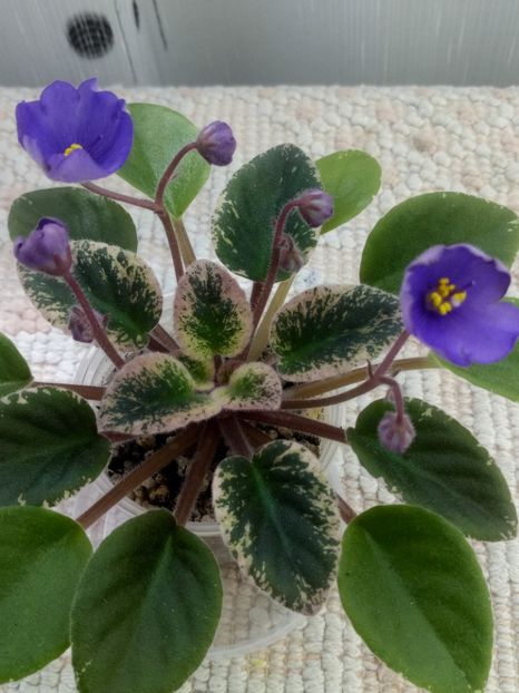 4 iun - Morgan s Mediterranean Escape