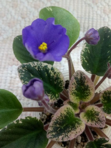 4 iun - Morgan s Mediterranean Escape