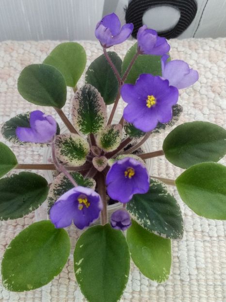 12 iun - Morgan s Mediterranean Escape