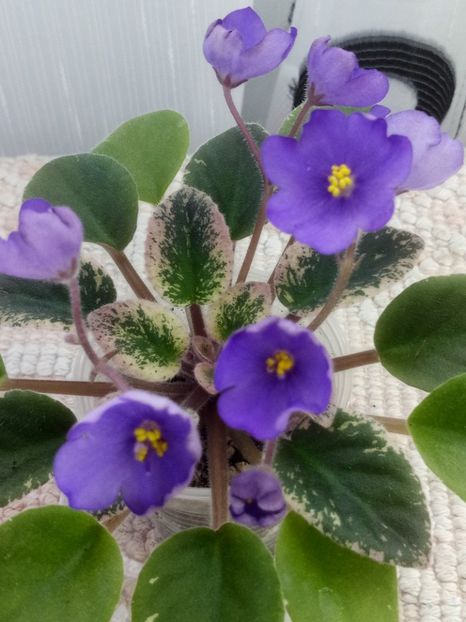 12 iun - Morgan s Mediterranean Escape