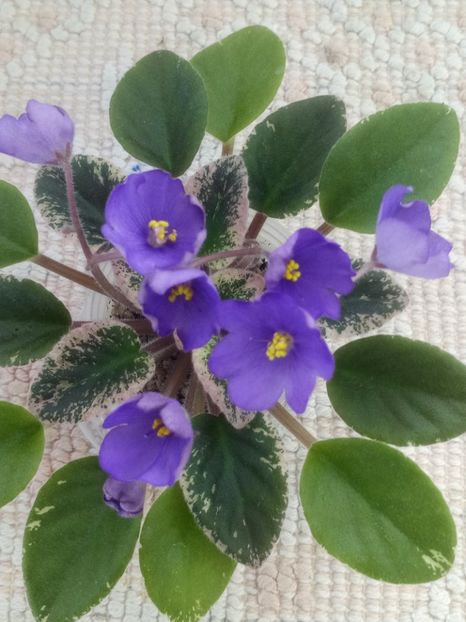 12 iun - Morgan s Mediterranean Escape