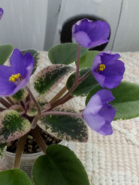 12 iun - Morgan s Mediterranean Escape