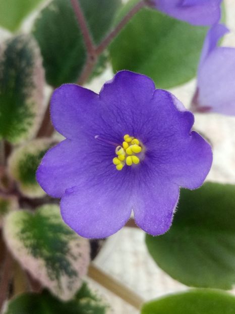 12 iun - Morgan s Mediterranean Escape