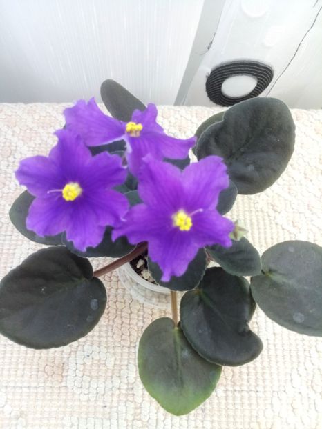 12 iun - ZZ AN Rio Rita