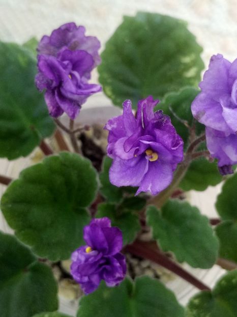 12 iun - AN Blue River