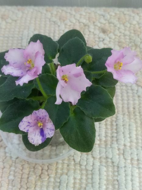 4 iun - ZZ Rob s Smarty Pants